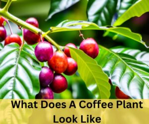 What Does A Coffee Plant Look Like