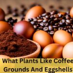 What Plants Like Coffee Grounds And Eggshells